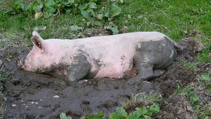 Ein frei laufendes Schwein suhlt sich im Matsch auf einer Bergwiese