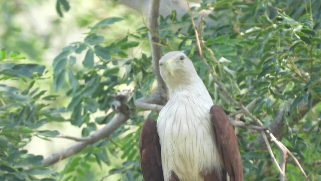 Brahminy kite raptor , perched on tree
