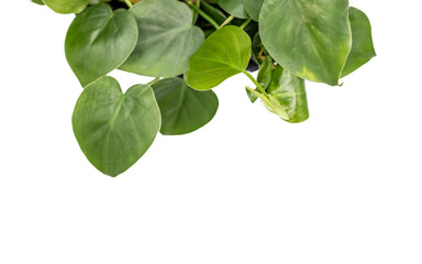 Heart shape leaves philodendron hanging plant with blank empty space for text. © GreenThumbShots
