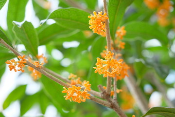 fragrant orange-colored olive in full blooming