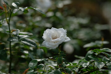 Iceberg rose in full  blooming