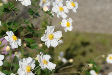 Japanese thimbleweed in full blooming