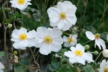 Fototapeta premium Japanese thimbleweed in full blooming