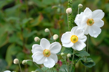 Japanese thimbleweed in full blooming