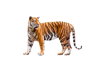 royal tiger (P. t. corbetti) isolated on transparent background. png file. clipping path included. The tiger is staring at its prey. Hunter concept.