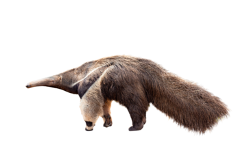 Giant anteater isolated on transparent background. png file. Anteater zoo animal walking facing side. Giant Anteater, Myrmecophaga tridactyla, animal with long tail ane long nose.