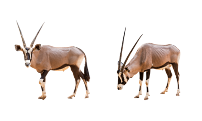 Collection, Wild Arabian Oryx leucoryx,Oryx gazella or gemsbok isolated  on transparent background. large antelope in nature habitat, Wild animals in the savannah. Animal with big straight antler horn