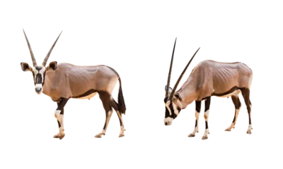 Foto auf Acrylglas Antilope Collection, Wild Arabian Oryx leucoryx,Oryx gazella or gemsbok isolated  on transparent background. large antelope in nature habitat, Wild animals in the savannah. Animal with big straight antler horn