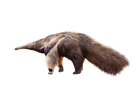 Giant anteater isolated on transparent background. png file. Anteater zoo animal walking facing side. Giant Anteater, Myrmecophaga tridactyla, animal with long tail ane long nose.