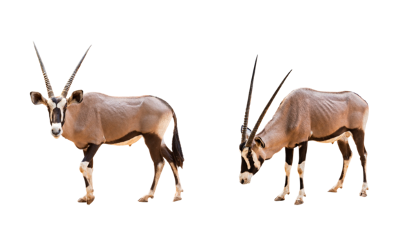 Collection, Wild Arabian Oryx leucoryx,Oryx gazella or gemsbok isolated  on transparent background. large antelope in nature habitat, Wild animals in the savannah. Animal with big straight antler horn