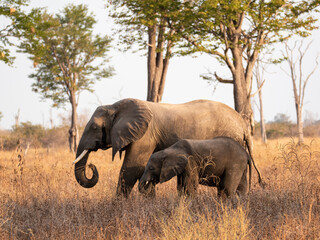 Fototapeta premium Elephant 7