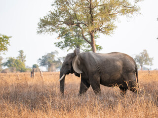 Naklejka premium Elephant 4