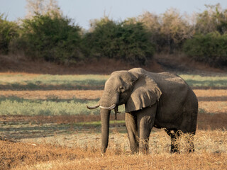 Fototapeta premium Elephant 2