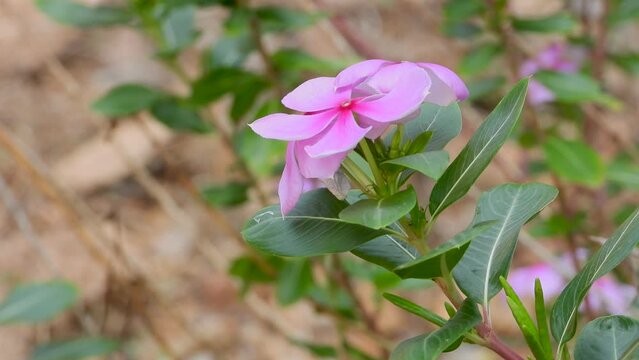 Catharanthus roseus medicinal plant flowers on close up view