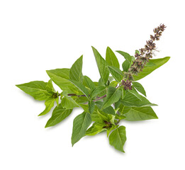 Fresh herbs. Green basil Isolated on transparent background (.PNG)