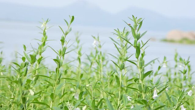 Sesame (Sesamum indicum) is a oil plant in the genus Sesamum, also called benne. cultivated for its edible seeds.