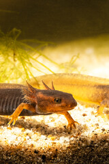 Close-up of two baby Himalayan newts or Himalayan salamanders. - 639805523