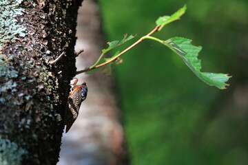 木の幹にとまる蝉と葉の緑が美しい森