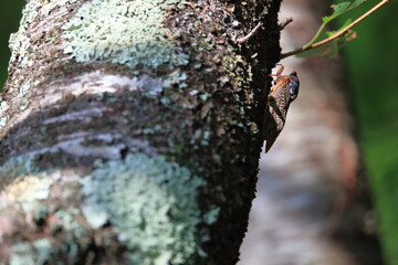 木の幹にとまる蝉と葉の緑が美しい森