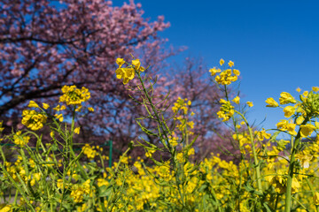 Obraz premium 菜の花