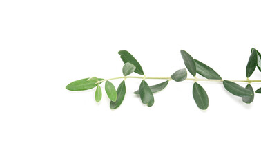 Olive branch isolated on white background. Copy space.