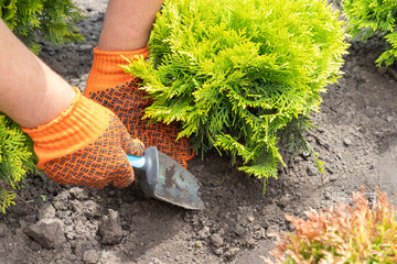 Man planting thuja plants in the yard. Thuja occidentalis danica seedling in a gardener hand....