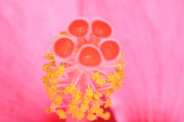 ハイビスカスの蕊