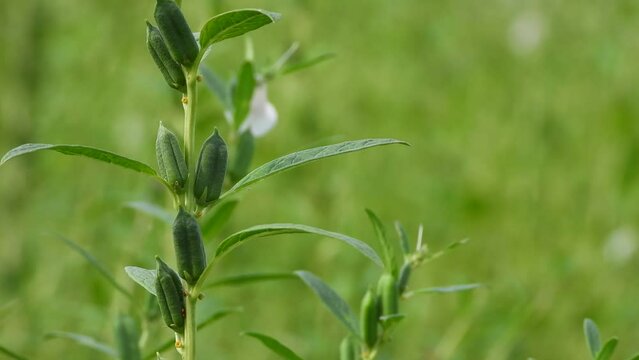 Green Sesame Seed Plant Growing In The Field, Teel Seed, Til Seed Plant,ayurvedic oil herb