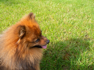 Spitz dog portrait on green grass background. Red Spitz close-up.