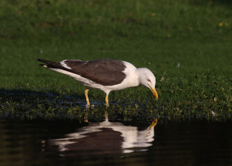 Lesser black-backed gull