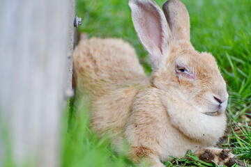 A sick brown rabbit lying on the lawn next to the cement wall. The rabbit's eyes are inflamed to...