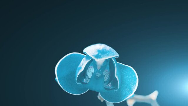Blue phalaenopsis orchid flowers bloomed on a black background. Time lapse, close-up. Wedding background, valentine's day concept.time lapse