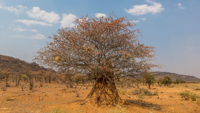 Mopane in the African savannah, Namibia