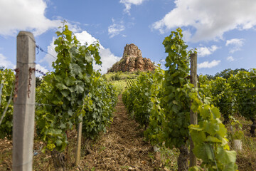 Fototapeta na wymiar The Mâconnais is located in the south of Burgundy, it is the southernmost vineyard in the region.