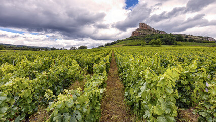 Fototapeta na wymiar The Mâconnais is located in the south of Burgundy, it is the southernmost vineyard in the region.