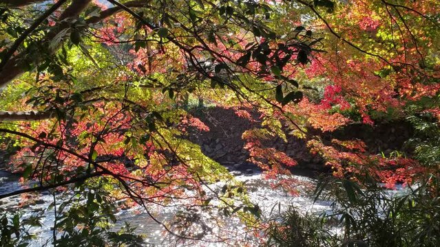 きらめく川と日本の秋紅葉
