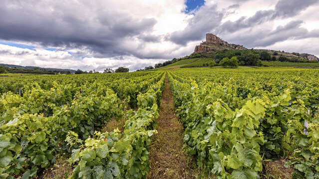 The Mâconnais is located in the south of Burgundy, it is the southernmost vineyard in the region.