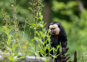 A day of monkey watching is more than just fun; it is educational and can sometimes even feel familiar. After all, monkeys are closely related to us human beings
