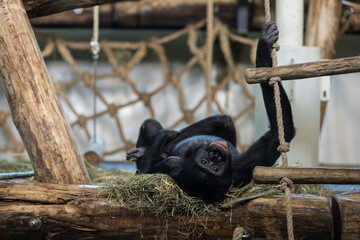 A day of monkey watching is more than just fun; it is educational and can sometimes even feel familiar. After all, monkeys are closely related to us human beings