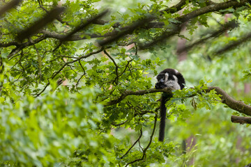 A day of monkey watching is more than just fun; it is educational and can sometimes even feel familiar. After all, monkeys are closely related to us human beings
