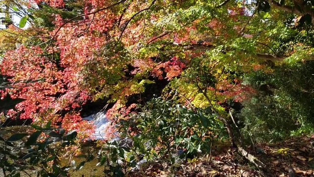日本の秋　川と紅葉　ドローン