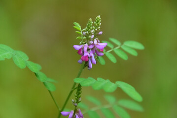 ハギの花を小さくしたようなコマツナギの花