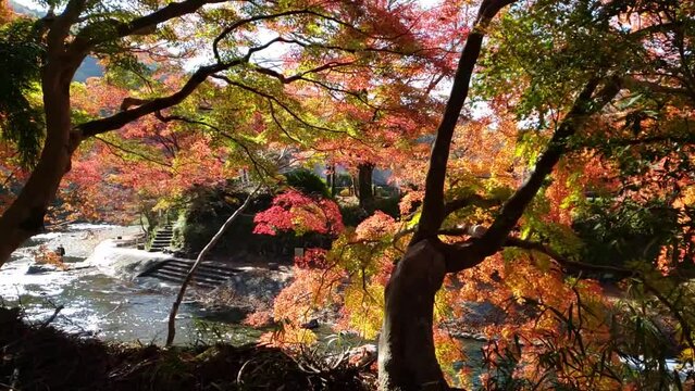 秋の風景紅葉と川　スロー