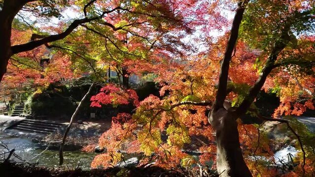 秋の風景紅葉回り込み