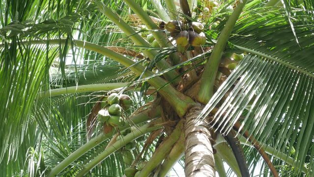 The Fresh Coconuts On The green coconut Tree