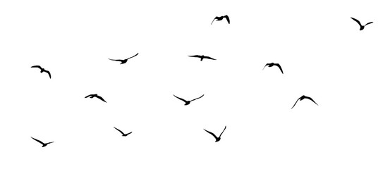 png flock of birds silhouette isolated on clear background	
