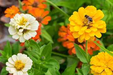 Flors zinias y abejorro
