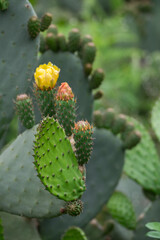 Cactus con frutos en flor