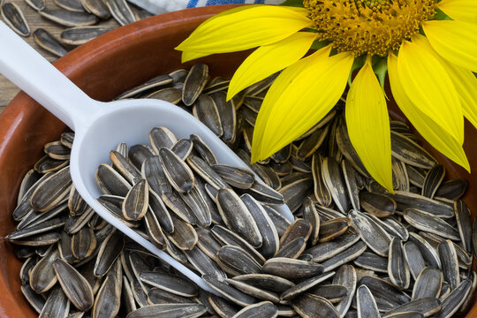 Pipas tostadas y flor de girasol
