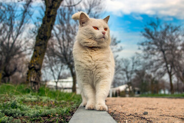 Naklejka na ściany i meble White cat proudly walks along the curb